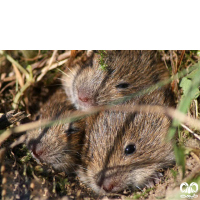 گونه ول معمولی Common Vole